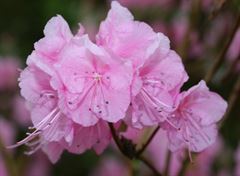 R.mucronulatum Cornell Pink